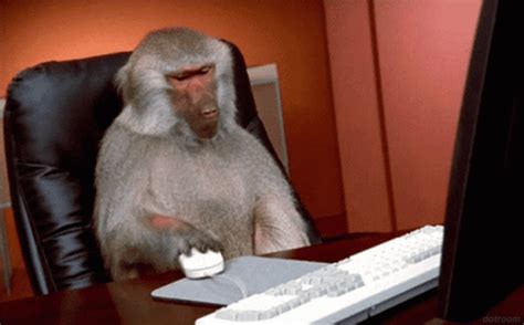 funny monkey gif.